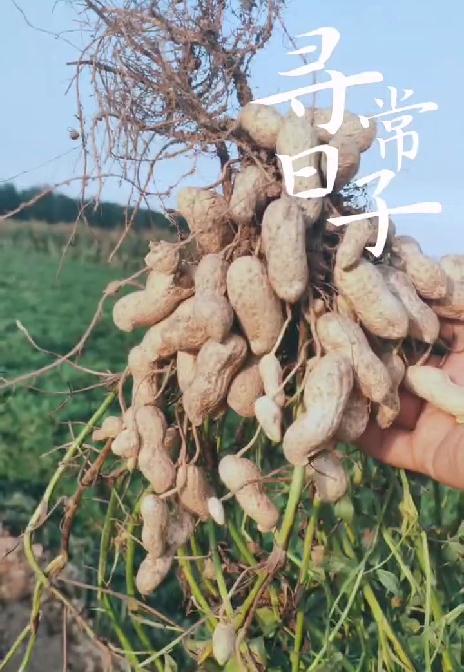 液态地膜花生使用展示