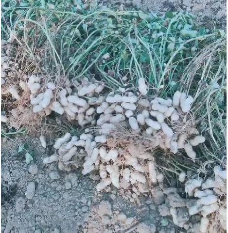 液态地膜花生使用展示